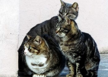 La proliferación de colonias felinas tensiona la ya de por sí difícil situación del Albergue de Serín: «Es insostenible»