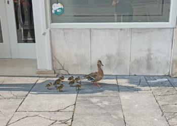 Expectación en Gijón por la excursión de una familia de patos: paseo por la Plaza Mayor y encierro en San Pedro
