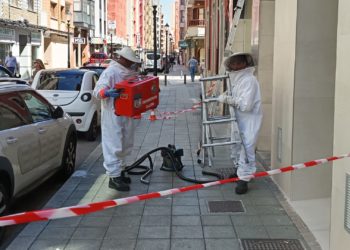 GALERÍA | Si primero tomaron San Lorenzo… Ahora las abejas se han aficionado a Marqués de Casa Valdés