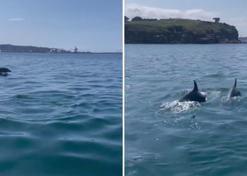 VIDEOS | Hay algo más que turistas en Gijón… ¡Los delfines vuelven de visita a las costas de la ciudad!