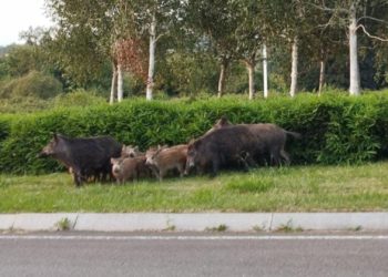 Una familia de jabalíes al completo… ¿De visita al Hospital de Cabueñes?