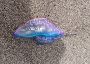 El BIOPARC Acuario de Gijón se suma al estudio de las carabelas portuguesas que llegan a la costa asturiana