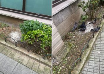 XIXONAES | Alimentar a las palomas: una enternecedora actividad… Con antihigiénicas consecuencias