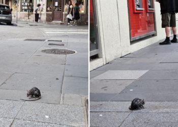 XIXONAES | En San Miguel las ratas hacen ‘cola’ ante el cajero… Y no, no es una frase hecha