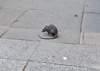 Dos trabajadores para plantar cara a la ‘invasión’ de ratas en Gijón: la cuestión escala hasta el plano político