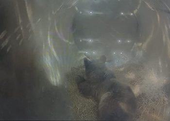 Un paso más en su camino de vuelta al monte asturiano: la osezna ‘Alba’ es trasladada a Valsemana