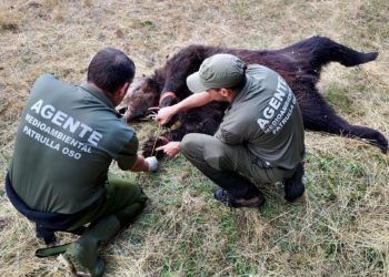 Las muertes de osos pardos se disparan en Asturias: más de 20 en solo seis años