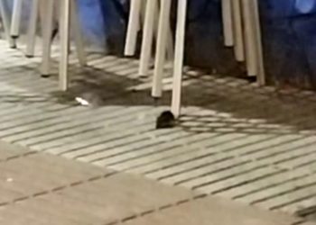 XIXONAES | De ‘hacer cola’ ante el banco a ir de bares por El Carmen: las ratas vuelven a hacer de las suyas en Gijón