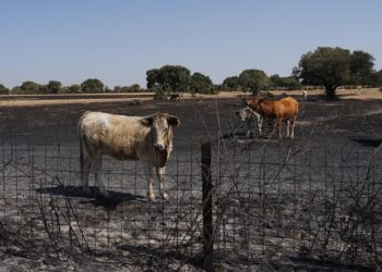 La Unión Rural Asturiana coordina la entrega de silo y hierba a ganaderos afectados por los incendios
