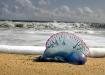 ¿Pueden las redes ser la solución a la presencia de carabelas portuguesas en las playas de Gijón?