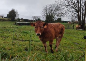 ASAJA carga contra Marcelino Marcos y lo acusa de «dejadez» frente a los ataques de lobos en Asturias