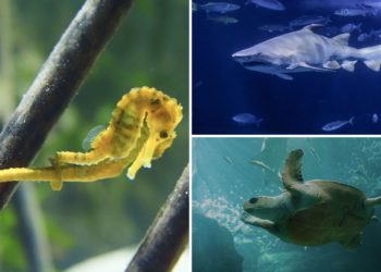 «Proteger el agua es proteger la vida»: el mensaje que el Acuario de Gijón lanza en la Semana Mundial del Agua