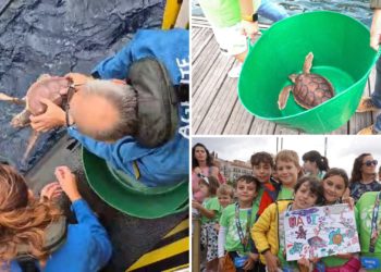 VÍDEO | Las dos tortugas recuperadas en el Acuario de Gijón regresan a su ‘casa’ del Cantábrico
