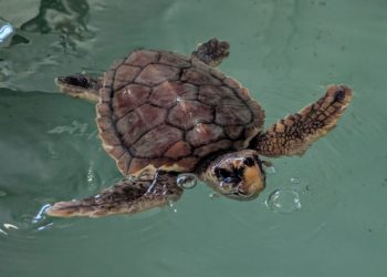 Dos tortugas bobas volverán al Cantábrico tras recuperarse en las instalaciones del Acuario