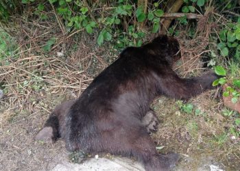 Escalada de osos muertos en Asturias: localizan un nuevo cadáver en la región