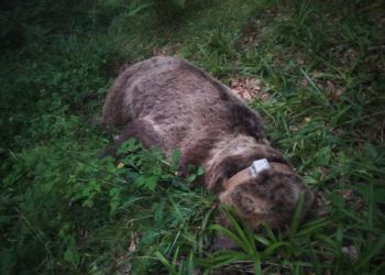 Otro oso, hallado muerto en Somiedo