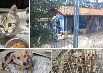 El Albergue de Serín se estrena bajo control de la Protectora de Asturias: «Venimos con muchas ganas»