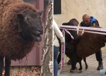 Fuga lanuda en Pumarín: reducen y capturan a un carnero que campaba a sus anchas por el barrio