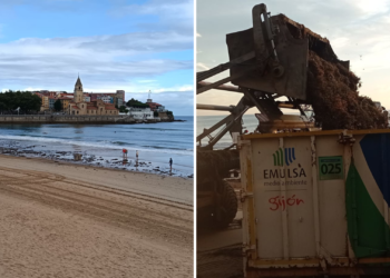 El ‘ocle’ toma San Lorenzo: se recogen 60 toneladas en dos días