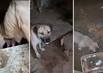 «Estos animales no pueden esperar más»: denuncian el estado de abandono de dos perros y cinco cachorros en Morcín