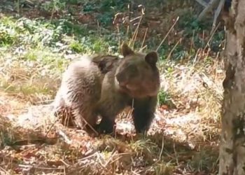 Vídeo | La osezna Alba vuelve a ‘ser libre’ en Asturias