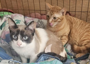 Gargantada, el gato encontrado en Langreo que saca los colores a los ayuntamientos asturianos con la recogida felina