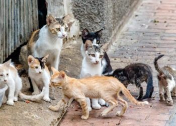 Recursos, control y «una tecnología pionera en Asturias»: así progresa el plan de control de colonias felinas en Gijón