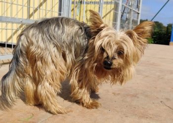 Medio Ambiente desvela el misterio: la renovación del Albergue de Animales arrancará el próximo verano