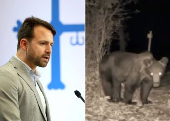 El festín de un oso con las colmenas de Álvaro Queipo: «Se han incrementado tanto que los daños se han disparado»