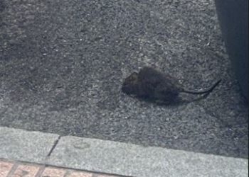 Las ratas en la plaza de San Miguel alertan a los comerciantes: «No podemos quedarnos de brazos cruzados»