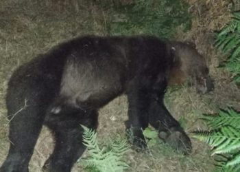 Una osa muere atropellada en Villablino: ya son trece los osos cantábricos arrollados en los últimos años