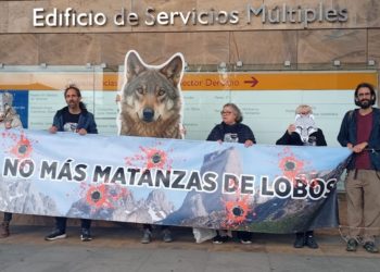 Polémica por el nuevo plan del lobo en Asturias: denuncian que «se matará uno de cada tres ejemplares»