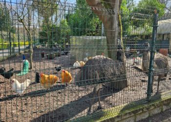 El parque Isabel la Católica de Gijón, ‘zona cero’ del segundo caso de gripe aviar registrado en Asturias