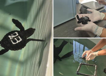 De Cartagena a Gijón: 20 crías de tortugas bobas crecen en el Acuario antes de volver al Mediterráneo