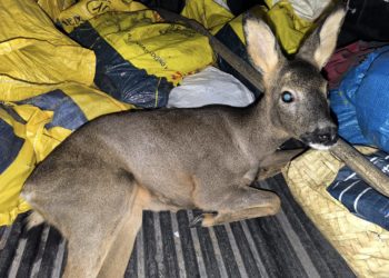 Un corzo muerto tras un atropello reabre el debate sobre quién debe actuar en Asturias