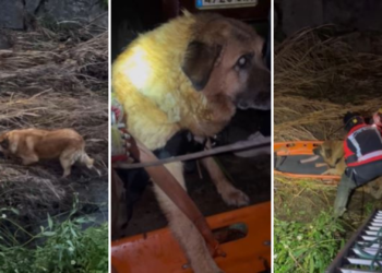 Vídeo | Rescate sorpresa en Gijón: los bomberos salvan a un mastín «tan bueno como grande»