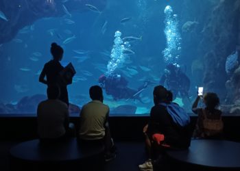 El Acuario supera los 208.000 visitantes anuales y se consolida como el espacio de pago más visitado de Asturias
