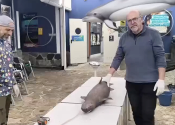 La necropsia del tiburón foca de Luarca abre una ventana al océano profundo