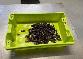 Los percebes incautados este miércoles en Ribadesella, para una de las residencia de la tercera edad del concejo