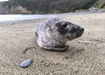 Avistados cinco ejemplares de foca gris en las costas asturianas: «Lo primero es llamar al 112»