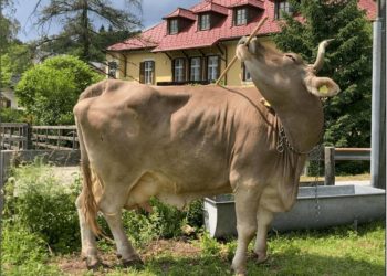 La vaca que usa herramientas reabre el debate sobre la explotación animal en Asturias: PACMA pide «repensar nuestra relación con el ganado»