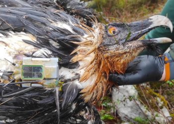 El vuelo truncado de ‘Centenario’: un quebrantahuesos muere envenenado en Picos de Europa