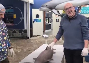 El misterio del tiburón de las profundidades que el Cantábrico devolvió a Luarca