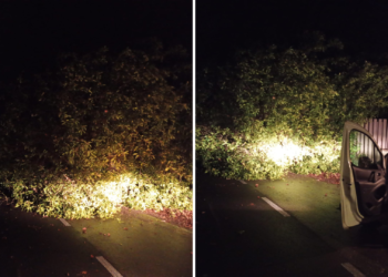 Susto en Gijón: un enorme árbol se desploma sobre la carretera