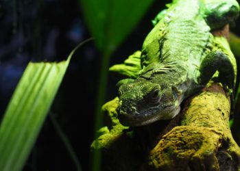 El Día Mundial de los Humedales se abre paso en el Acuario de Gijón y en los restantes BIOPARC