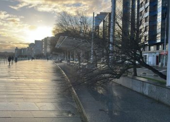 Viento fuerte, raíz pequeña, calle inoportuna… El aire derriba uno de los tamariscos del paseo del Muro