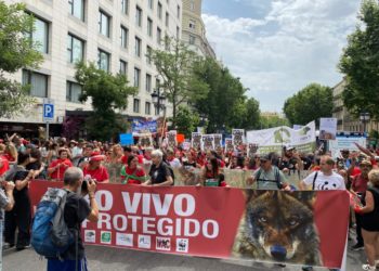 El Supremo anula los planes de gestión del lobo mientras los ecologistas piden dimisiones por las “matanzas indiscriminadas”
