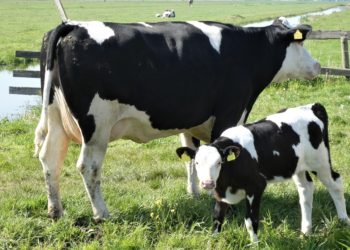 Fiscalía pide cárcel para el acusado de matar a tiros a cinco vacas en Lena