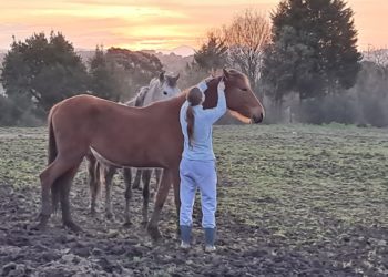Luz sobre la situación de una veintena de caballos en fincas de Gijón: «No están abandonados»