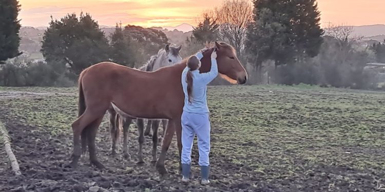 Luz sobre la situación de una veintena de caballos en fincas de Gijón: «No están abandonados»
